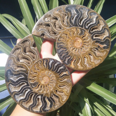 ammonite, Funny, Natural, Fossil