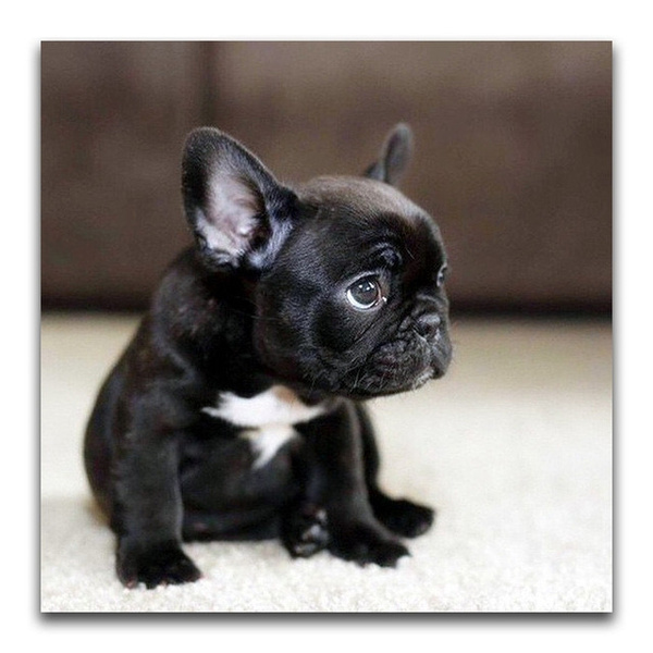 Diamond Painting French Bulldog Diy Mosaic Black Puppy Full Round Embroidery Cross Stitch Animal Dog Vb5648 Wish - Black French Bulldog Home Decor Diamond Painting French Bulldog Diy Mosaic Black Puppy Full Round Embroidery Cross Stitch Animal Dog Vb5648 Wish - Black French Bulldog Home Decor