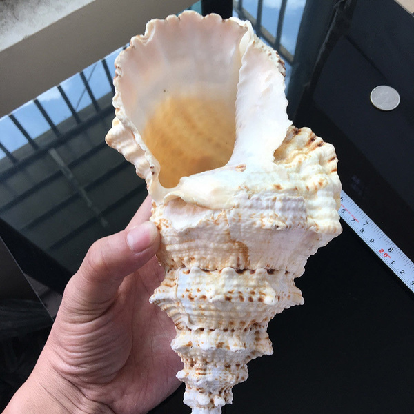 Large Natural Sea Shell Decoration