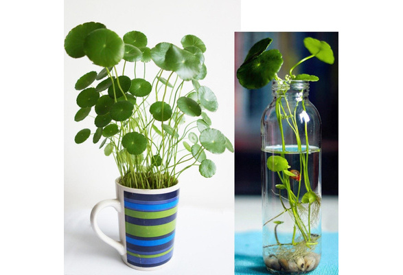 50pcs copper grass pilea seeds cold water flower indoor aquatic plant bonsai ER 50pcs copper grass pilea seeds cold water flower indoor aquatic plant bonsai ER