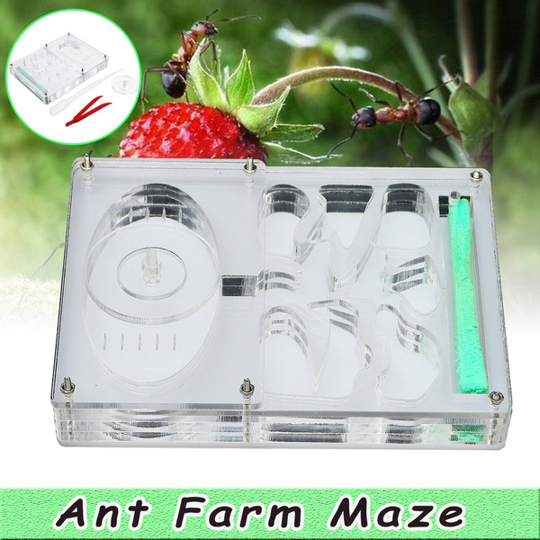 Details about  / New Ants Ant Farm Educational Insect Nest Maze Feeding LIVE Workshop House