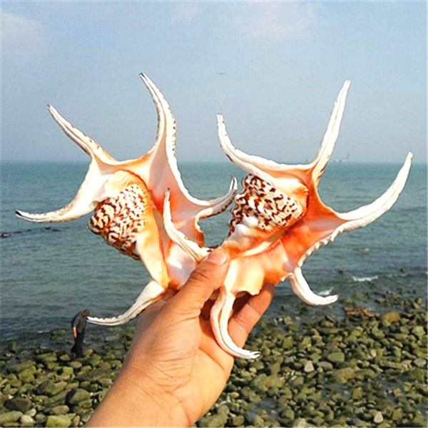 Natural Spider Lambis Shell Conch Coral Sea Snail Home Decor Fish Tank K5U2 