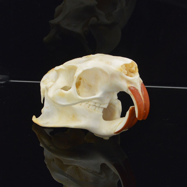 1 pcs Myocastor coypus Coypu skull real bone skeleton biology taxidermy 