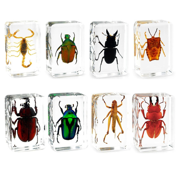 Real insects soldier crab in crystal clear resin & information card on gift box 