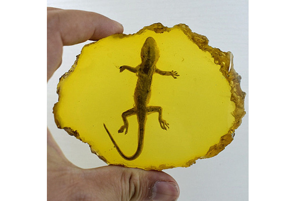 Amber Gecko Fossil Pflanze Insekt Probes Characteristics Dekorative Stücke es 
