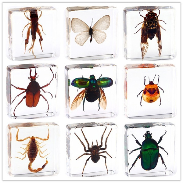 Small Animal Real Insect Resin Specimen Scorpion Butterfly Chafer Spider Beetle Specimen Books Reading Tools Home Decorative Insects Teaching Gifts | Wish Small Animal Real Insect Resin Specimen Scorpion Butterfly Chafer Spider Beetle Specimen Books Reading Tools Home Decorative Insects Teaching Gifts | Wish