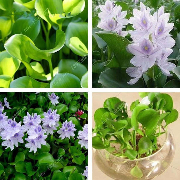 Water Plants 5 Pcs/bag Bonsai Water Hyacinth Flower Plants Lotus Live Hyacinth F