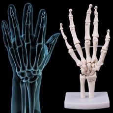 teachingtool, Skeleton, organ, Medical