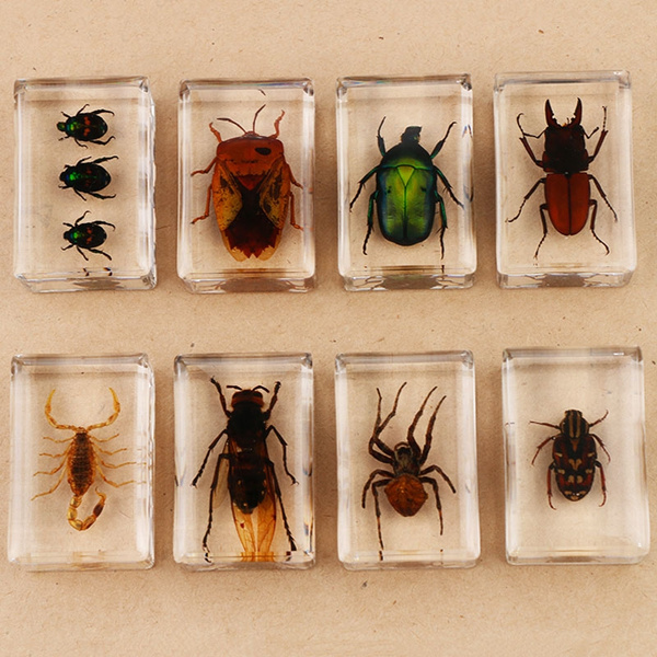 手作りクリアカラーアンバー樹脂本物の昆虫標本本読書ツールホームデコレーション昆虫教育ギフトコレクション工芸品おもちゃ Wish