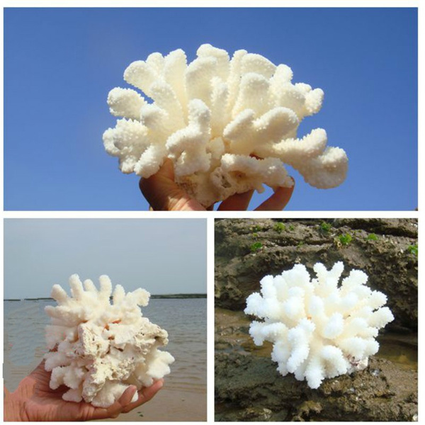 Natural Sea Coral Seasnail Aquarium Ornament Fish Tank Decoracao Reef Home Decor Wish