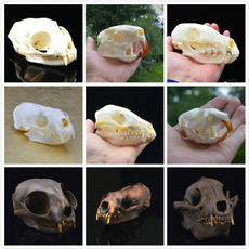 skull, minkskull, skullspecimen, taxiderm
