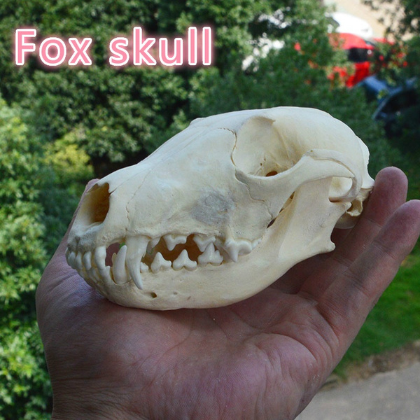 2 pcs Red Fox Skull taxidermy real bone skeleton Christmas decoration gift 