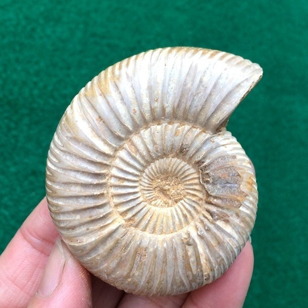 Rare Natural Rough Polished White Conch Ammonite Fossil 385g #BL610 
