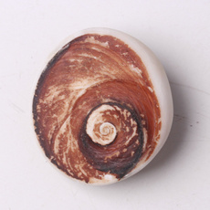 ammonite, Crystal, quartz, seashellslice