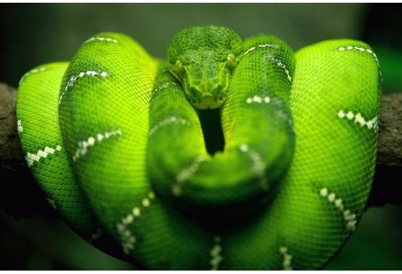 green boa constrictor