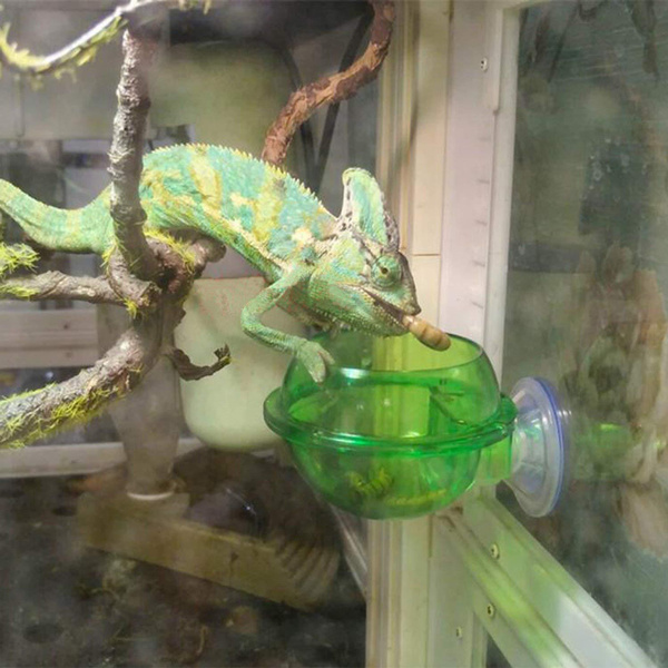 Lizards Feeder Avoid Worms Escape Feeder Reptile Pet Feeder Chameleon