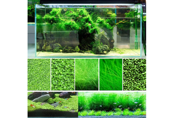 100pcs/bag Grass Water Aquatic Plant Fish Tank Plants Dwarf Pearl Plants Aquariu 