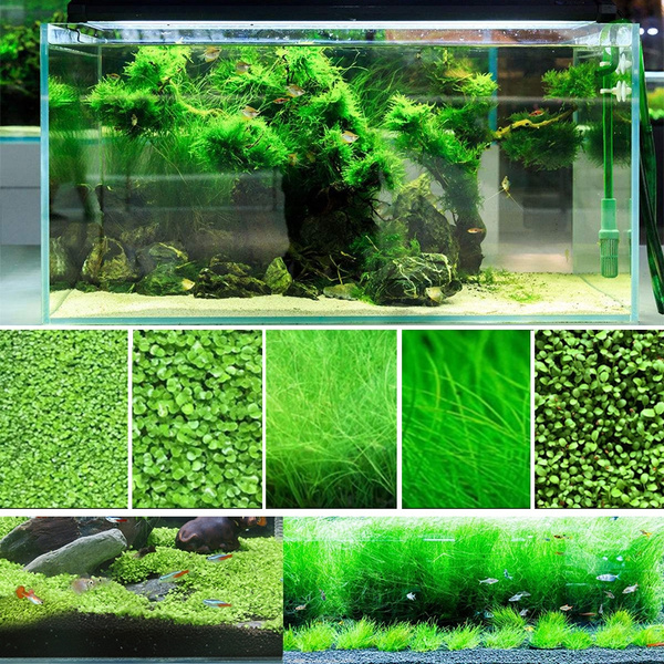 Aquarium Plants Seeds, Live Aquarium Grass Seeds for Fish Tank Freshwater,  Fast Growing Aquarium Carpet Seeds Mini Leaf & Hair Grass Small Pearl