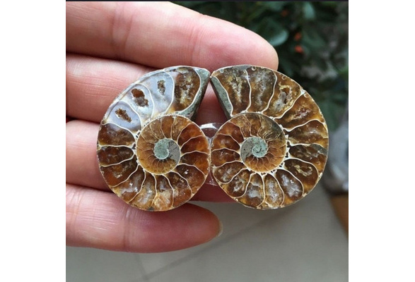 1 PC Half Cut Ammonite Shell Jurrassic Fossil Specimen Iridescent Madagascar UK
