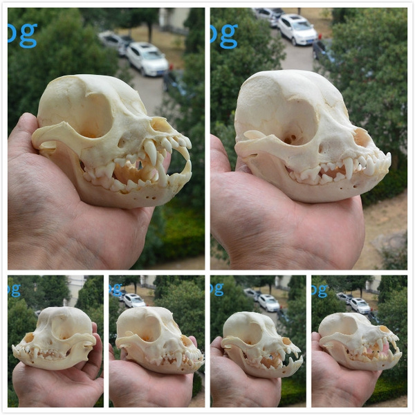 TA08-35 1/6 Scale Chinese Zodiac Dog skulls 