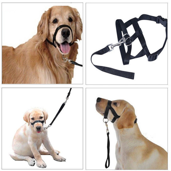 big dog styles head collar