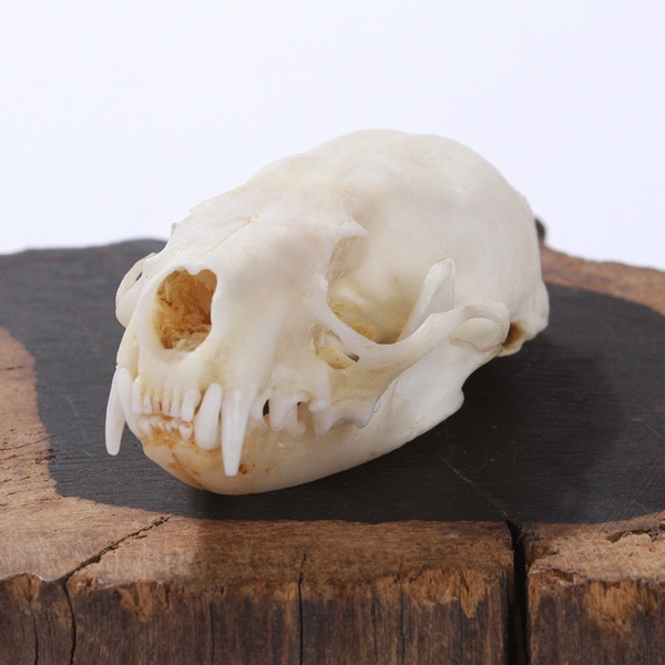 Natural Skull Bone Ferret Animal Specimen offers the art of Bone Veterinary 1 1 
