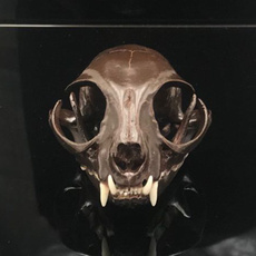 barsupplie, Skeleton, skull, Animal