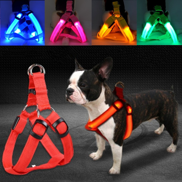 dog light belt