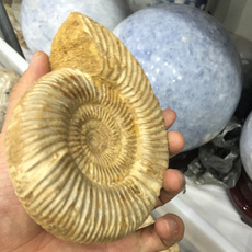 conch, naturalrough, rare, Fossil