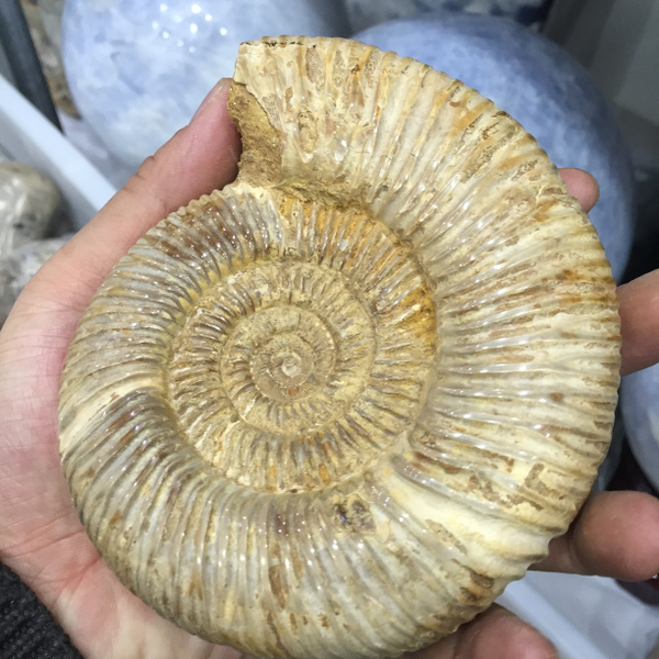 About 500g rare original conch fossil | Wish