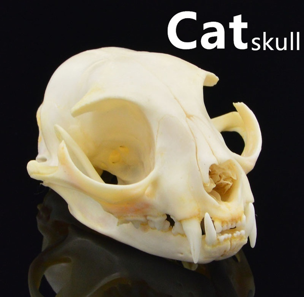 10pc Real mink skulls fine animal specimens skull gifts mink skull specimen