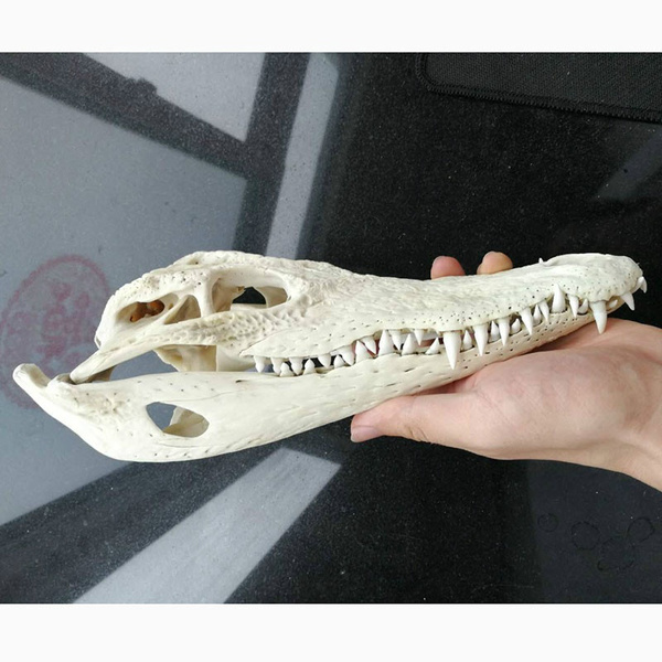 Genuine freshwater crocodile skull animal specimen length 19-23cm gift crafts 