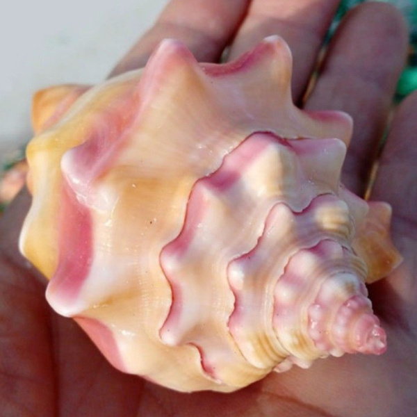 Natural Pink Shell Conch Coral Sea Snail Starfish Home Fish Tank ...