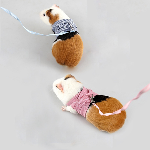 guinea pig leads harnesses