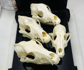 largeanimal, taxidermysupplie, Hunting, skull