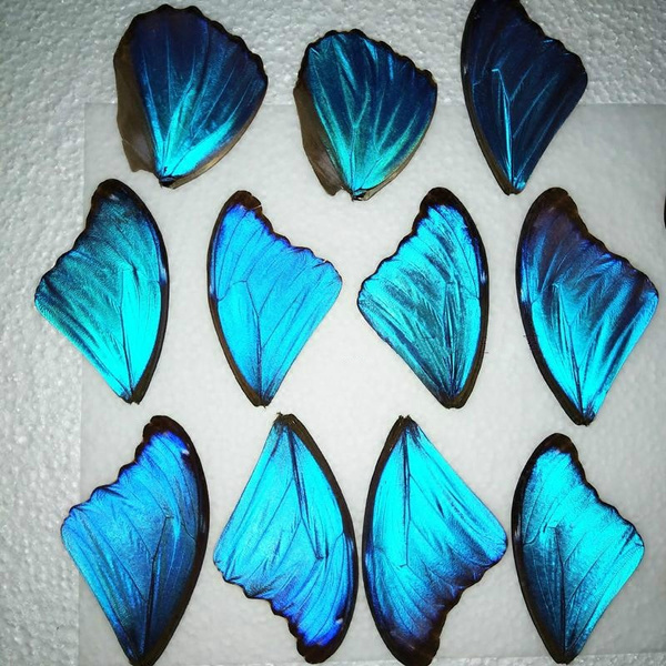 2X Real Blue Morpho Butterfly Wings spécimens Craft beauté bijoux Art Decor 