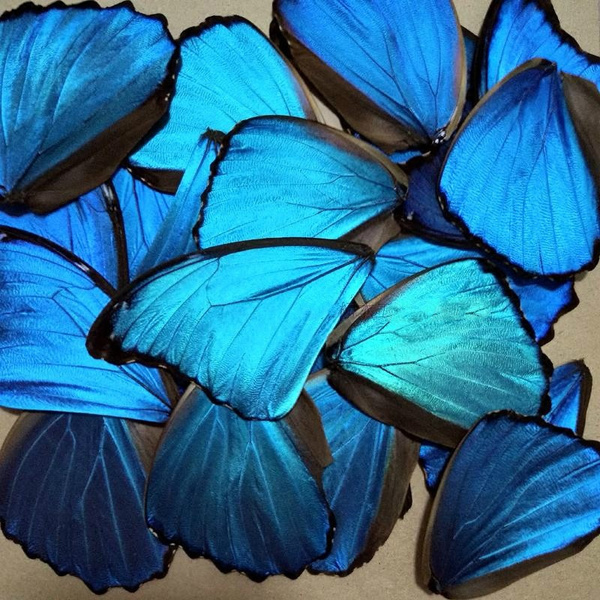 20 PIECES ASSORTED BLUE MORPHO BUTTERFLY WINGS WHOLESALE LOT JEWELRY ARTWORK