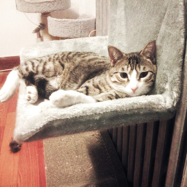 cat radiator hammock