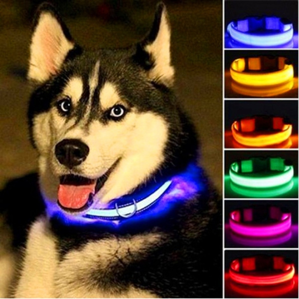 dog security collar