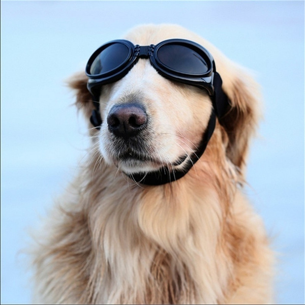 cool dog sunglasses