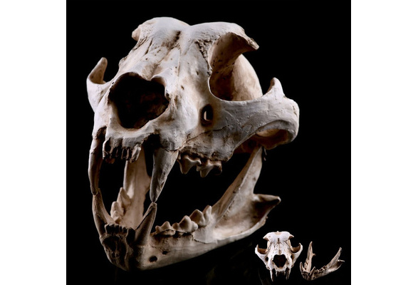 Resin Dog Skeleton Skull Teaching Model