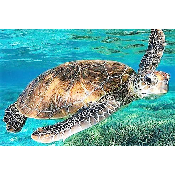 RMSGOZO Beach Colored Sea Turtle Diamond Painting Kits, 16 X 20 Inch 5D  Round Rhinestones Diamond Painting for Adult & Children Embroidery Art Kit