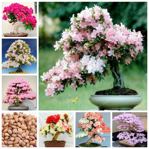 10 Pcs Multi Color Cherry Blossoms Bonsai Japanese Bonsai Sakura DIY