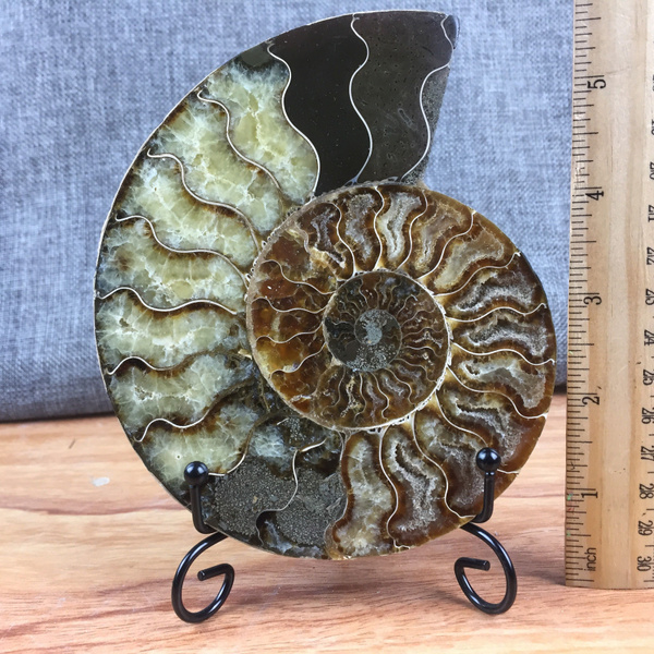 Natural ammonite fossil conch Crystal specimen healing care stand random 1PC