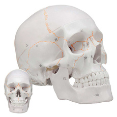 skullmodel, skeletonmodel, headskullmodel, medicalteaching