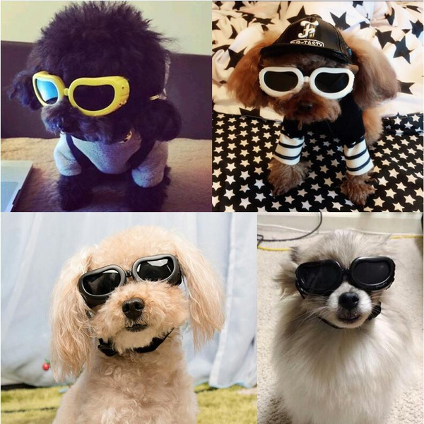 dog clout goggles