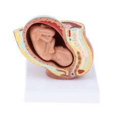 teachingeducation, embryo, femalepelvicfetalmode, uteru