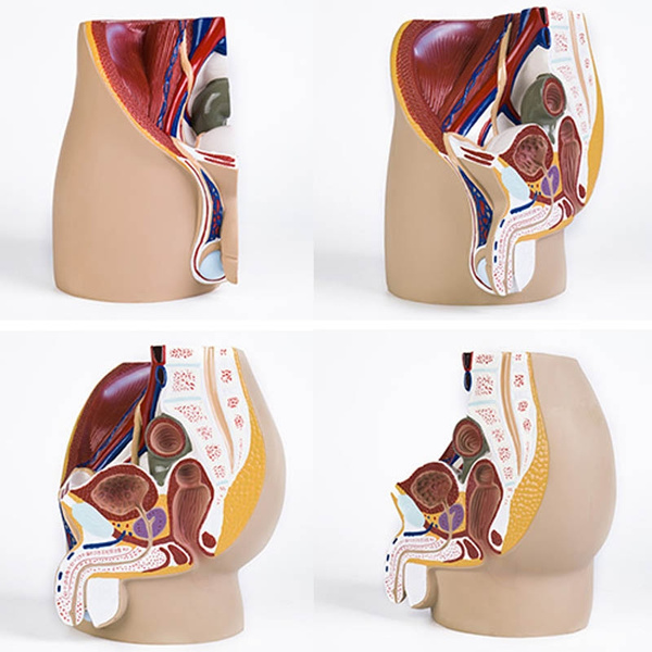 1:1 male pelvic cavity model reproductive system Human anatomical model for  School teaching Tool Display Lab Supplies