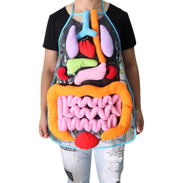 human body educational toys