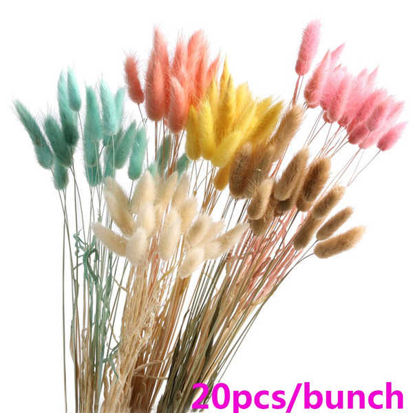 20pcs Rabbit Tail Grass Bunny Tails Dried Flowers Lagurus Ovatus Plant Stems 